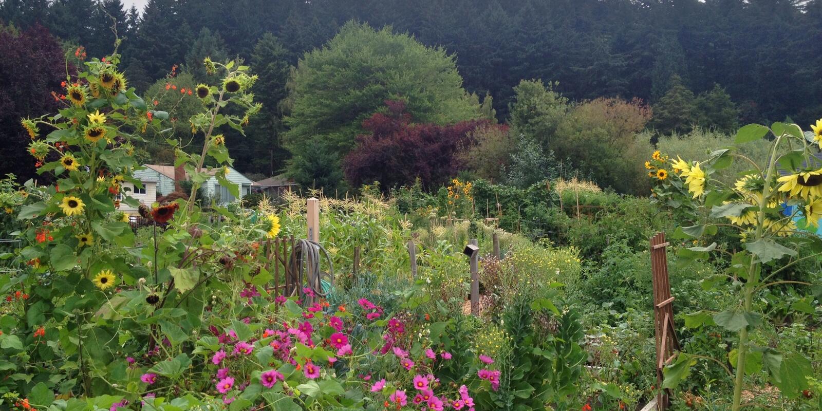 community garden city of portland