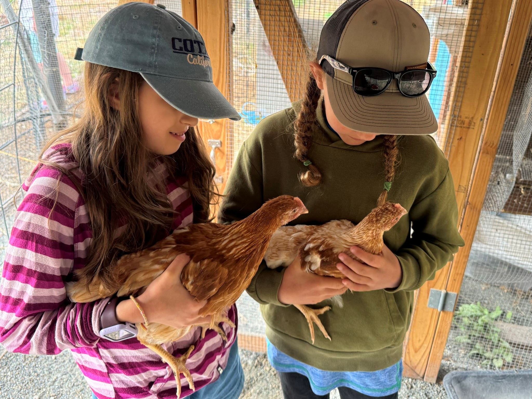 Kids and Chickens